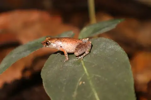 Dring's Dwarf Litter Frog