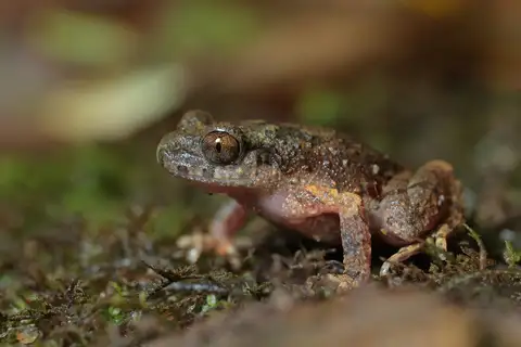 Lau's Leaf Litter Toad