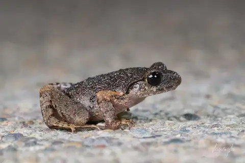 Fujian Metacarpal-tubercled Toad