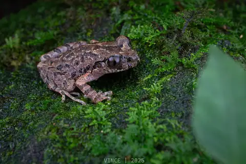 Mangshan Leaf Litter Toad