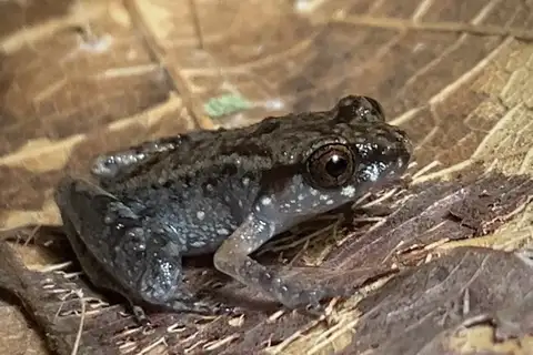 Mount Gadin Borneo Frog
