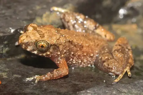 Gunung Mulu Borneo Frog