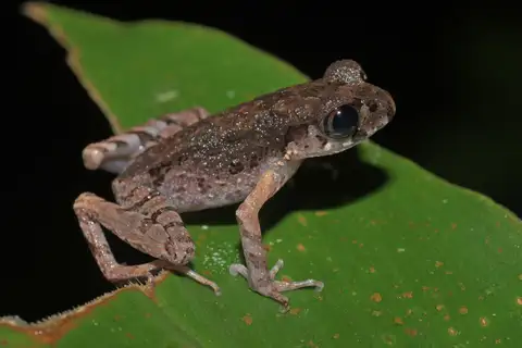 Leptobrachella sabahmontana