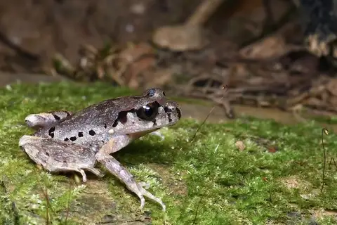 Speckle-bellied Metacarpal-tubercled Toad