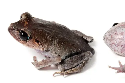 Lowland Litter Frog