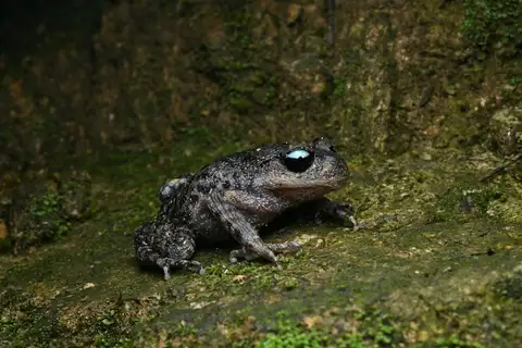 Ailao spiny toad