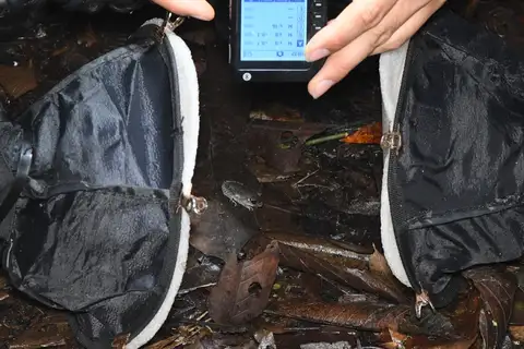 Guangxi Spadefoot Toad