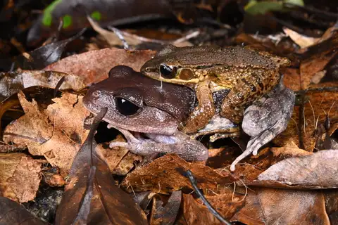 Hainan moustache Toad