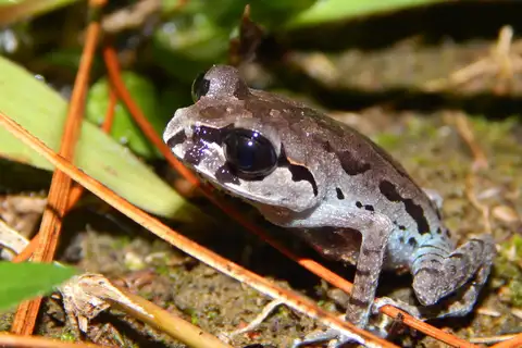 Hasselt's Toad