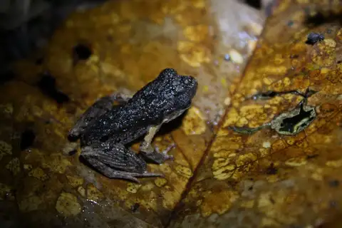 Spotted Litter Frog