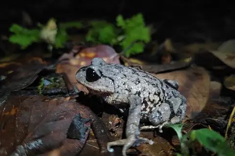 White-eyed Litter Frog