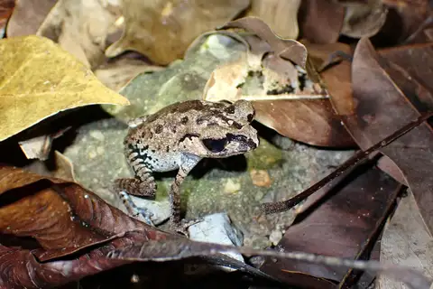 Inger's Black-eyed Litter Frog