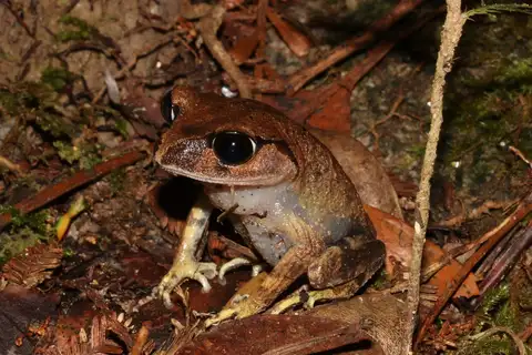 Montane Large-eyed Litter Frog