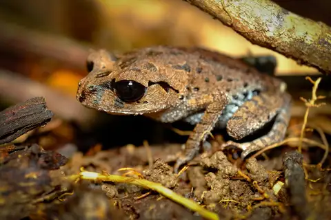 Black-eyed Litter Frog