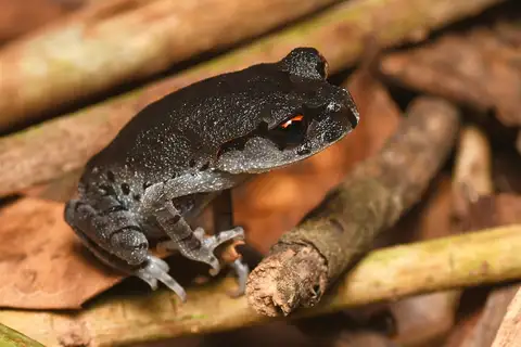 Smith's Litter Frog