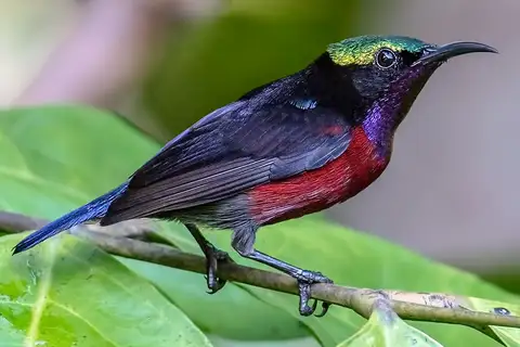 Van Hasselt's Sunbird