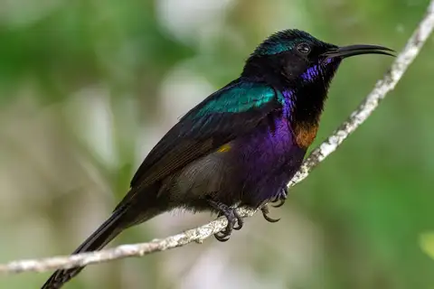 Copper-throated Sunbird