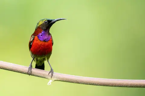 Purple-throated Sunbird