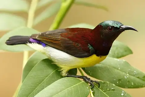 Purple-rumped Sunbird