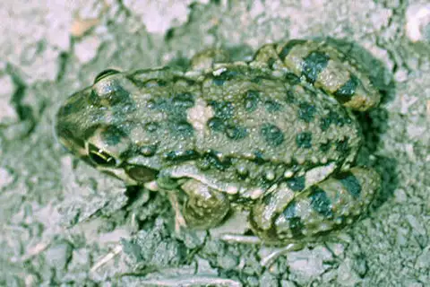 Vizcacheras' White-lipped Frog