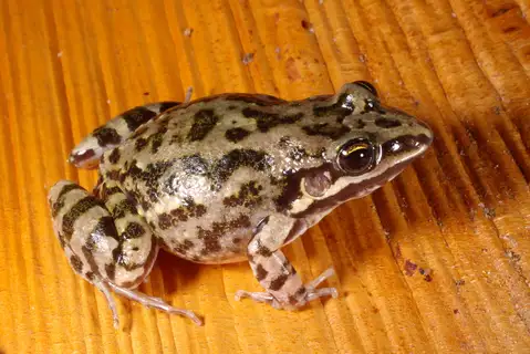 Caatinga White-lipped Frog