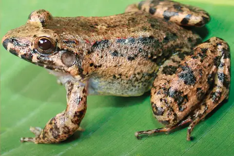 Colombian Thin-toed Frog