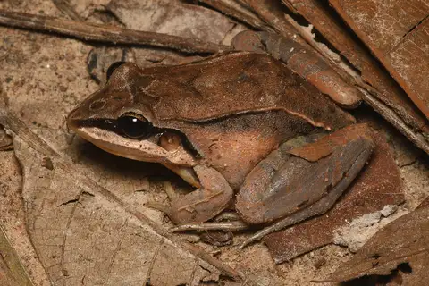 Madre de Dios Thin-toed Frog