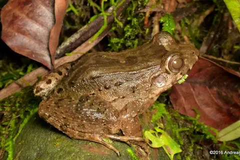 Vanzolini's Amazon Frog