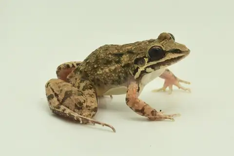 Mexican White-lipped Frog
