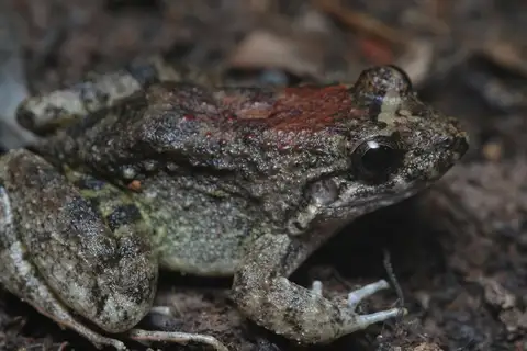 Leptodactylus fremitus