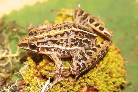 Campo Grande Frog