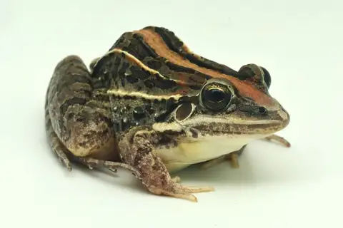 Whistling Grass Frog