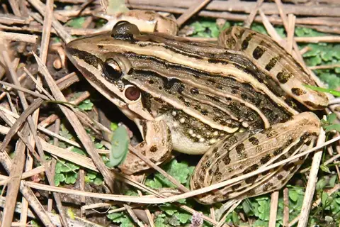 Dumeril's Striped Frog