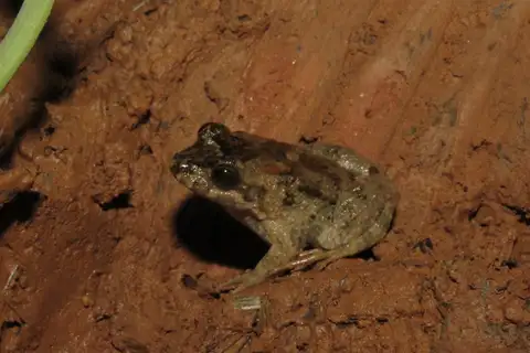 Grey-throated White-lipped Frog