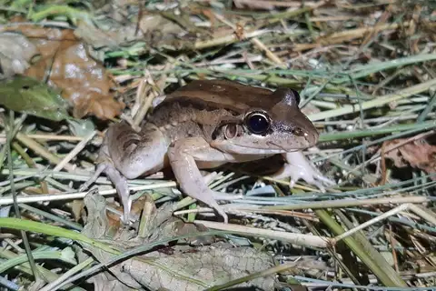 Spotted Foam-nest Frog