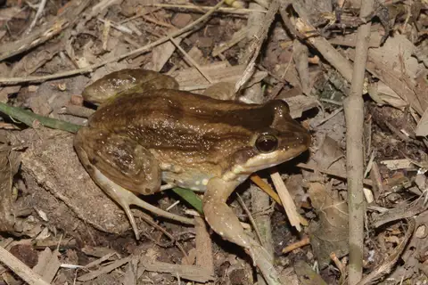 Leptodactylus intermedius