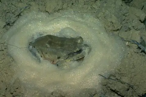 Knudsen's Thin-toed Frog