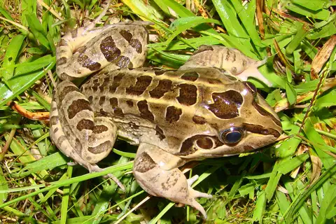 Criolla Frog
