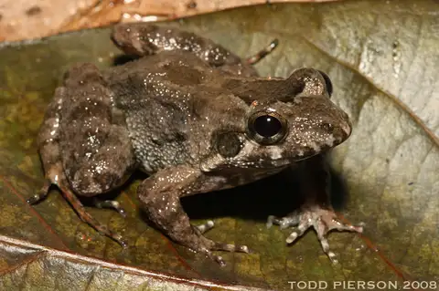 Striped-pants Jungle Frog