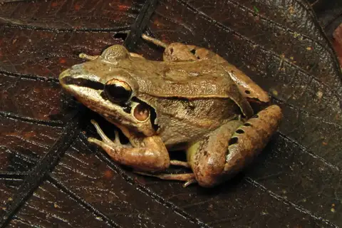 Longnose Frog