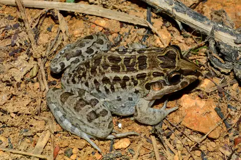 Miranda's White-lipped Frog