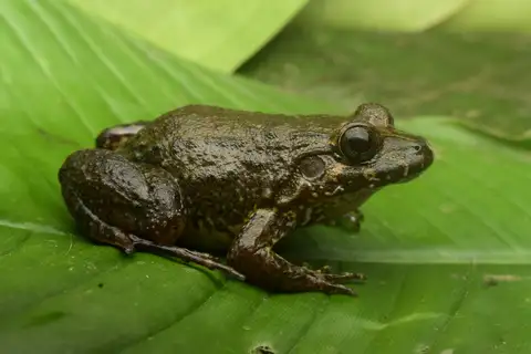 Sabinal Frog