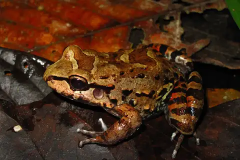 Myers' Thin-toed Frog