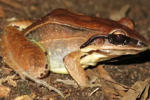 Basin White-lipped Frog