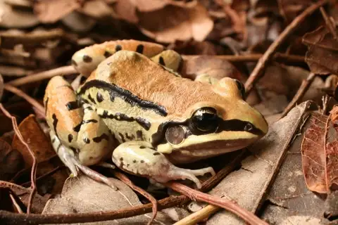 Mustached Frog