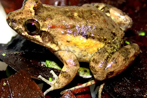 Rio Bahu White-lipped Frog