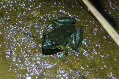 Trinidad Ditch Frog
