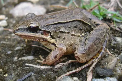 Iporanga White-lipped Frog