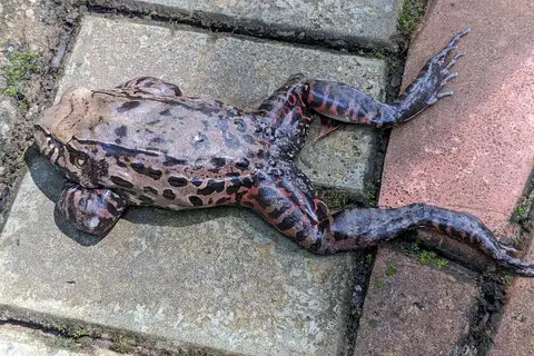 Pará Thin-toed Frog