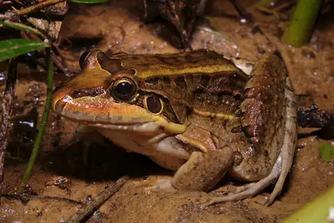 Peruíbe White-lipped Frog